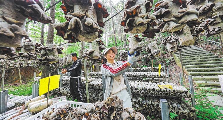 发展产业调研】林下生金mg不朽情缘【高质